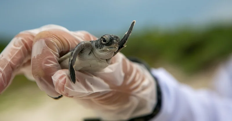 Les mécanismes physiologiques de la récupération naturelle